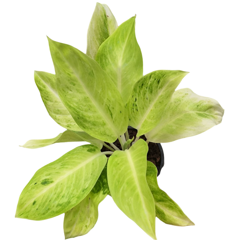 Aglaonema - Sun Drop
