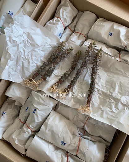 Crown of Thorns "Keang Dao" | Euphorbia milii | Corona de Cristo