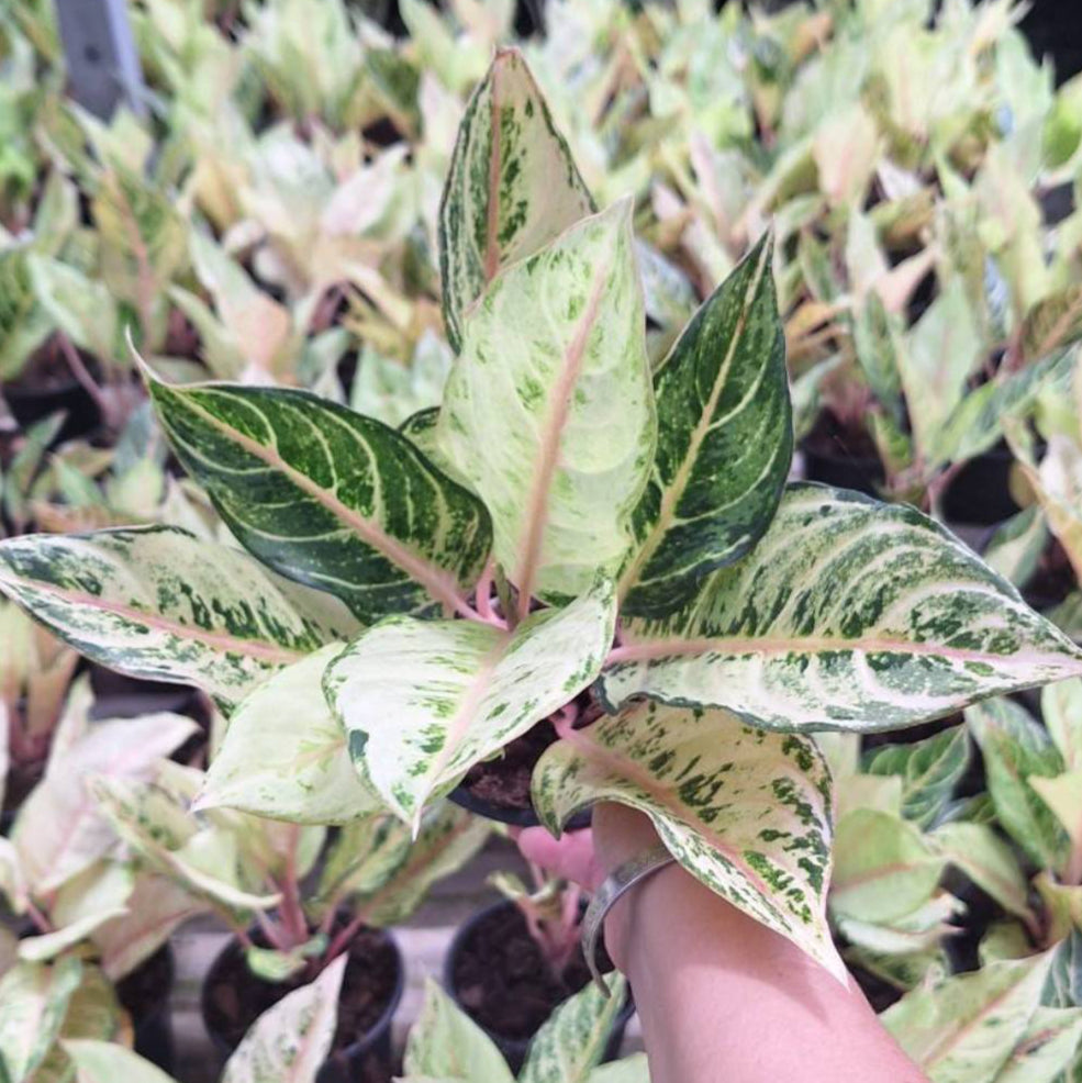 Aglaonema - Lucky Colors