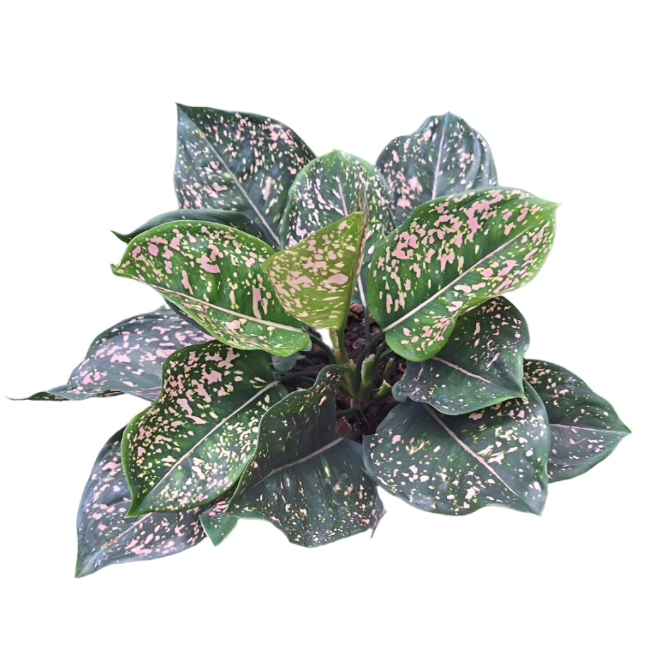 Aglaonema - Golden Bodhi