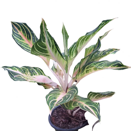 Aglaonema - Panama