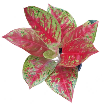 Aglaonema - Red Tycoon