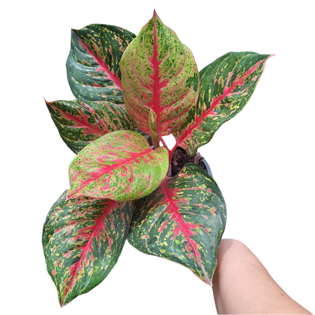Aglaonema - Siam Treasure