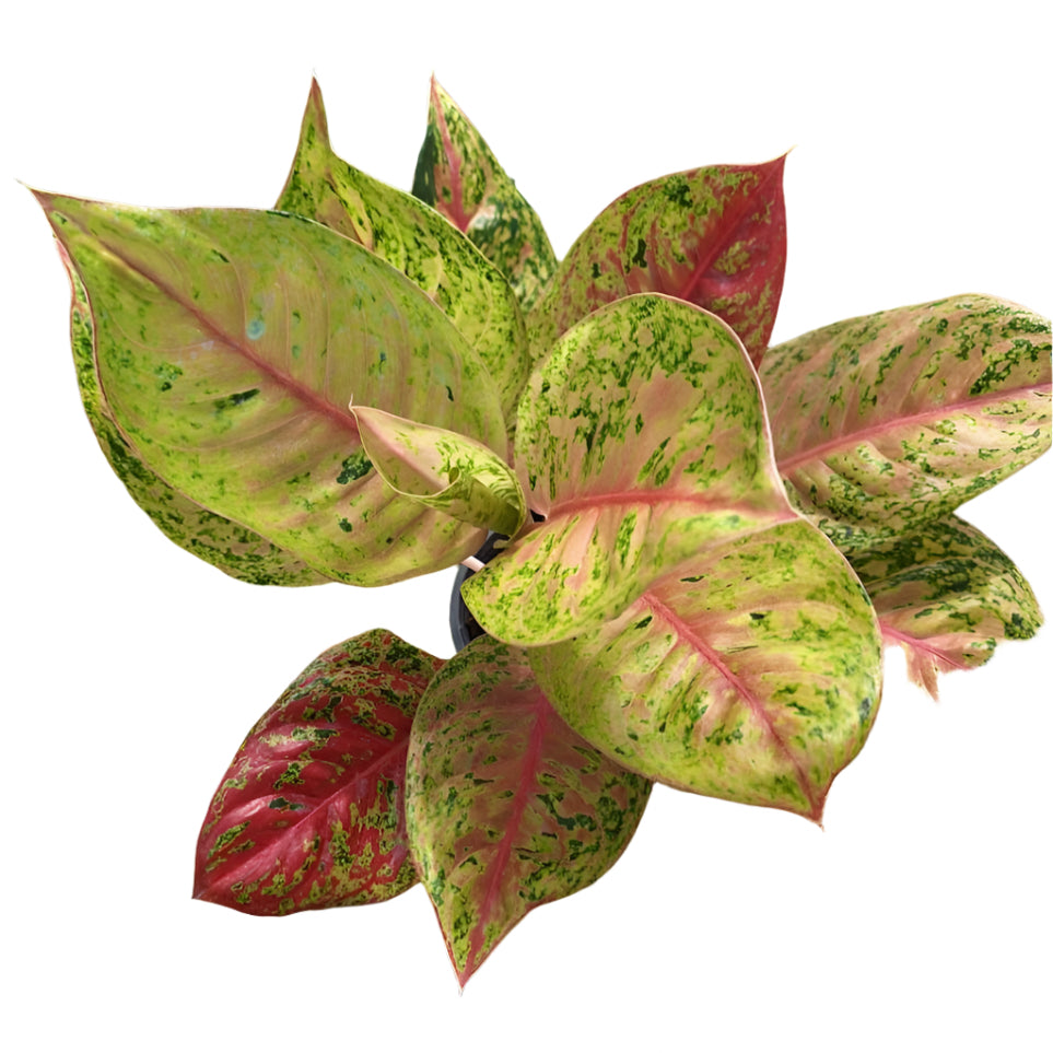 Aglaonema - Golden Fortune