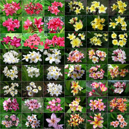 Plumeria 'Frangipani' Seeds – Mixed 40 Varieties Collection