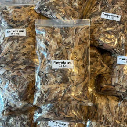 fresh plumeria seeds, plumeria seeds from thai nursery