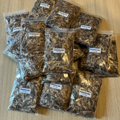 Plumeria 'Frangipani' Seeds – Mixed 40 Varieties Collection