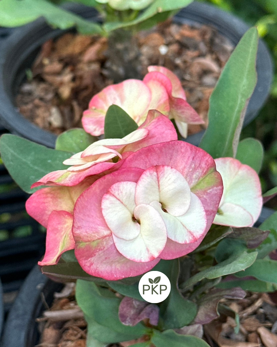 Crown of Thorns "RussMi Dao" | Euphorbia milii | Corona de Cristo
