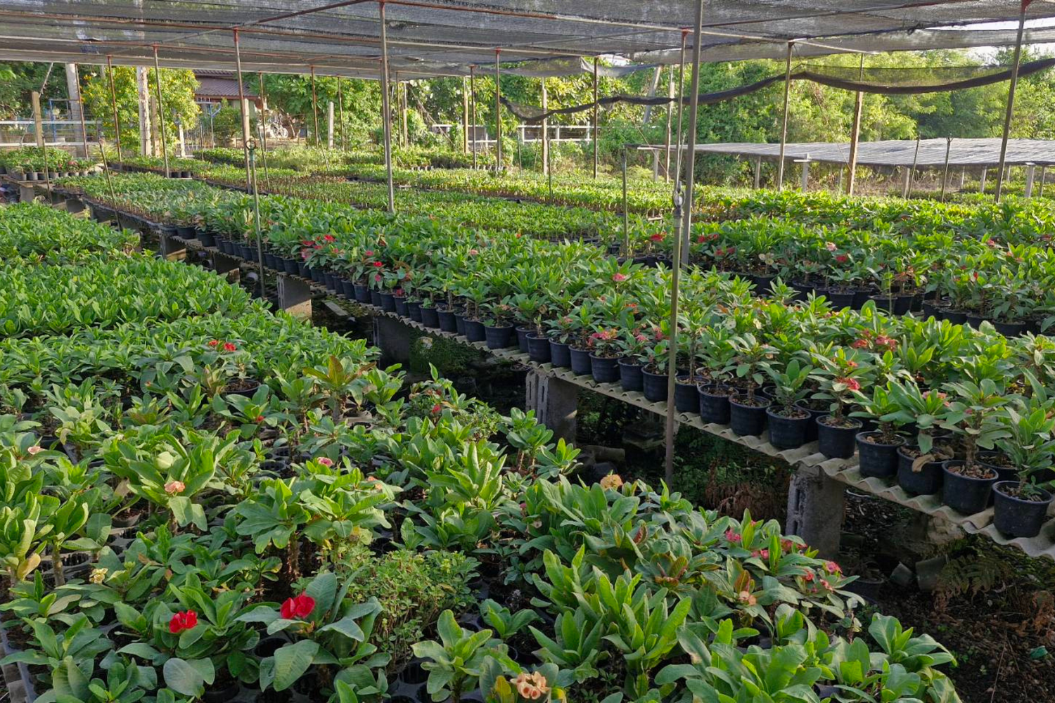 Euphorbia milii garden in Thailand