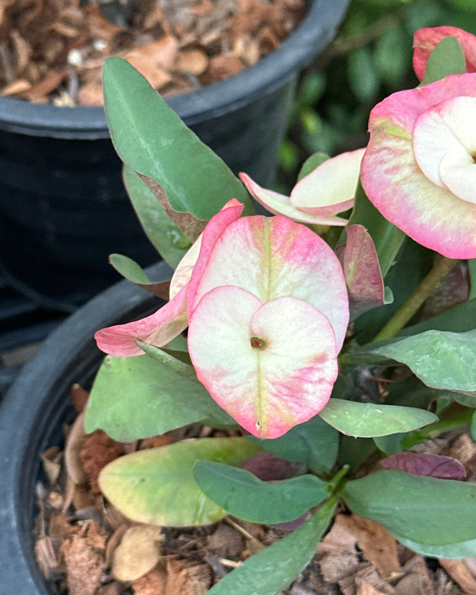 Crown of Thorns "RussMi Dao" | Euphorbia milii | Corona de Cristo