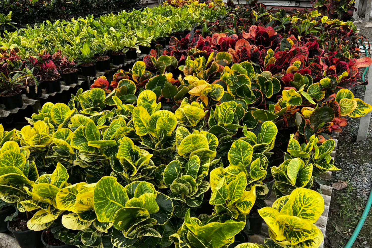 Croton nursery in Thailand