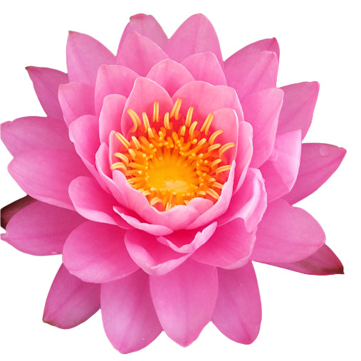Water lily - Thai Opal