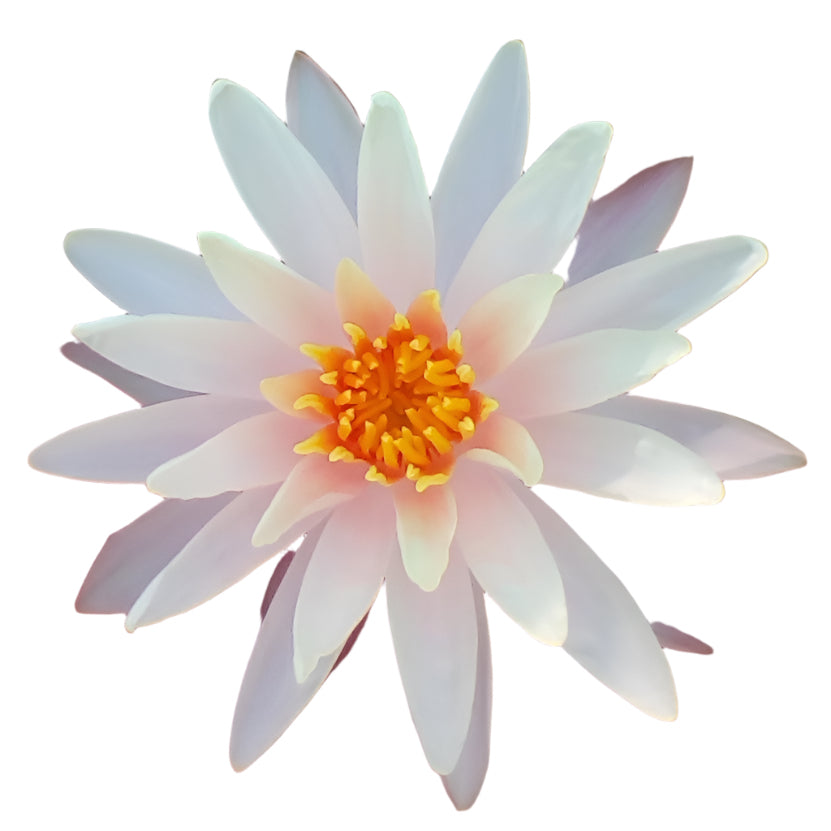 Water lily - Starbright