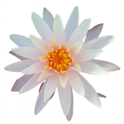 Water lily - Starbright