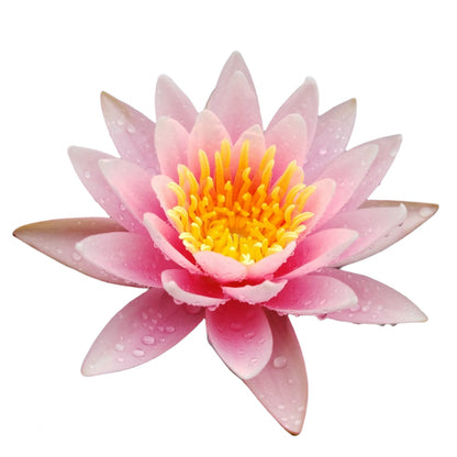 Water lily - Fabiola