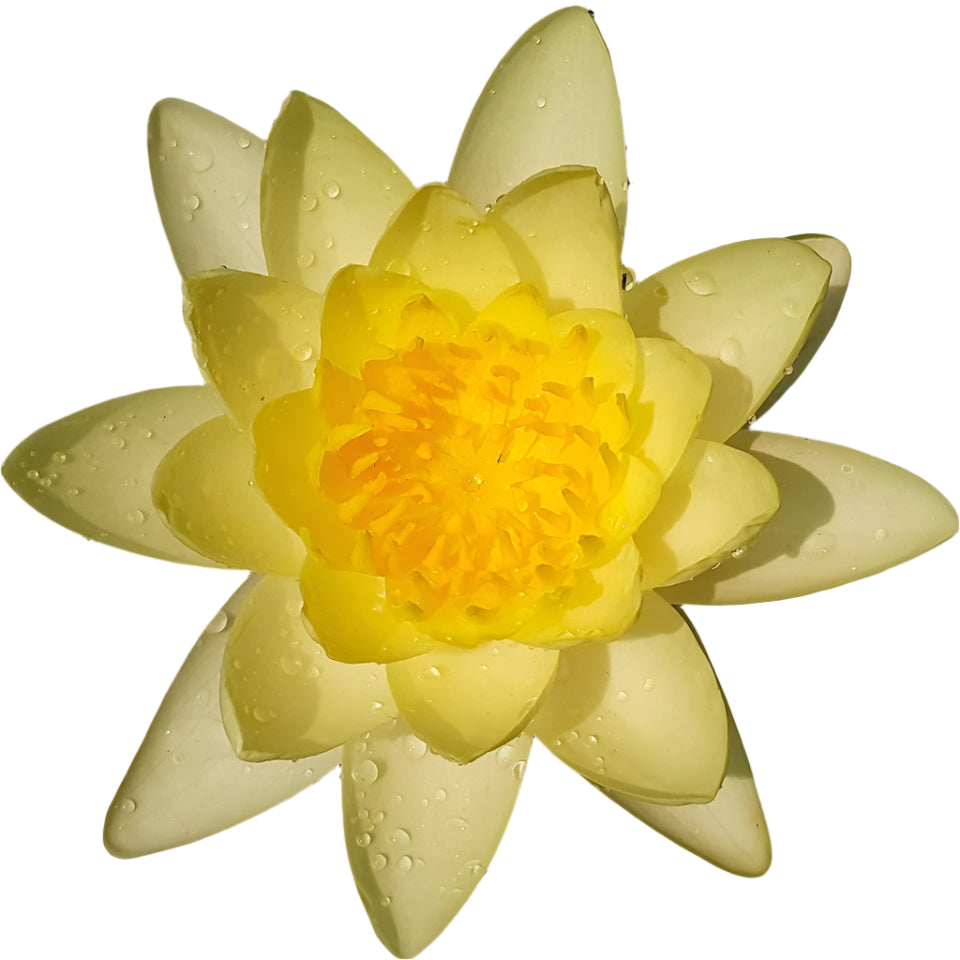 Water lily - Chromatella