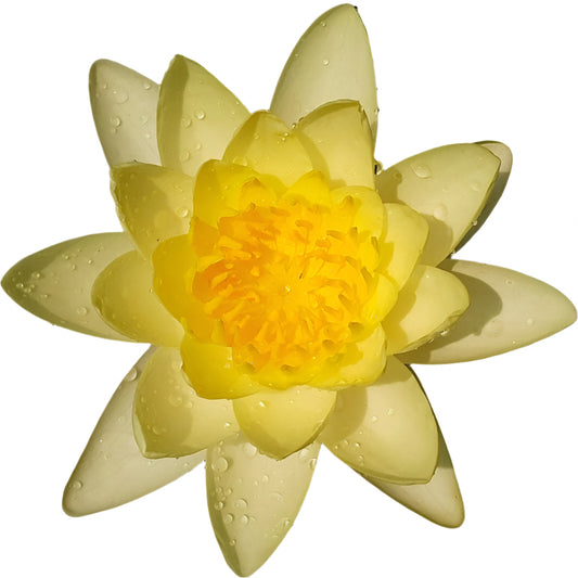 Water lily - Chromatella