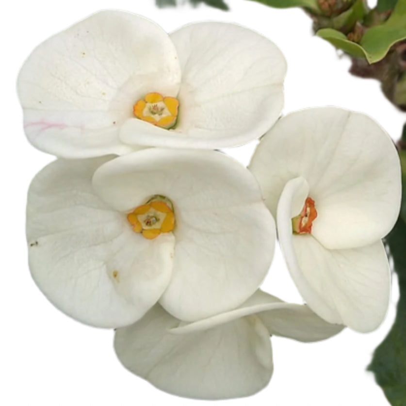 Euphorbia milii - Silver Bell