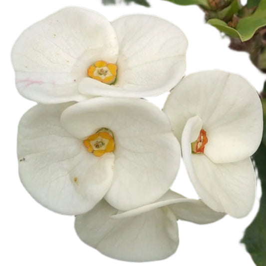 Euphorbia milii - Silver Bell