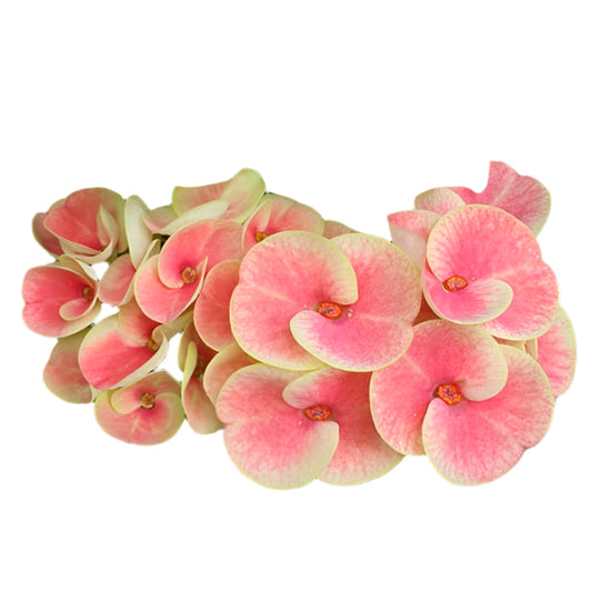 Euphorbia milii - Rosa Wonder