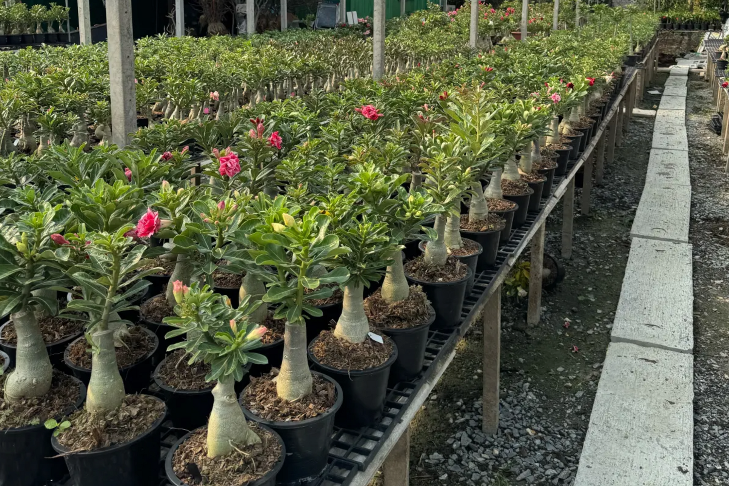 Adenium desert rose garden in Thailand