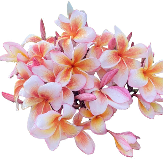 Plumeria | Chao Phraya Pink - Rooted Cutting 30 cm - Strong Root System