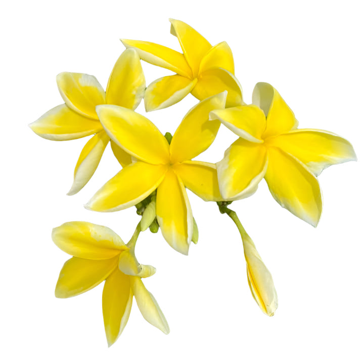 Plumeria | Turmeric Feather - Rooted Cutting 30 cm - Strong Root System