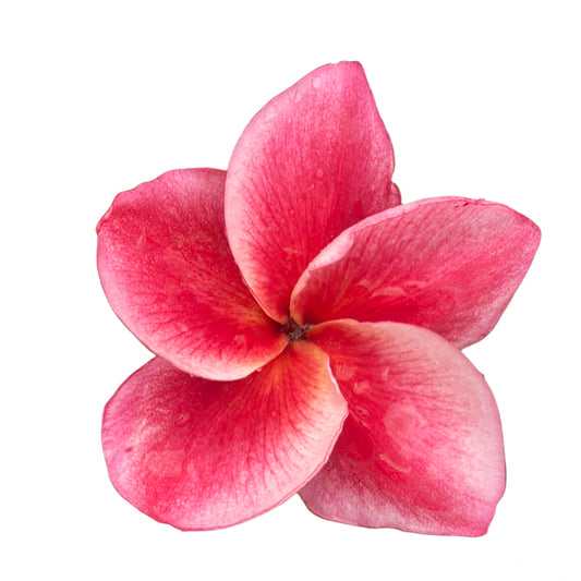 Plumeria | Pomegranate Sparkle - Rooted Cutting 30 cm - Strong Root System
