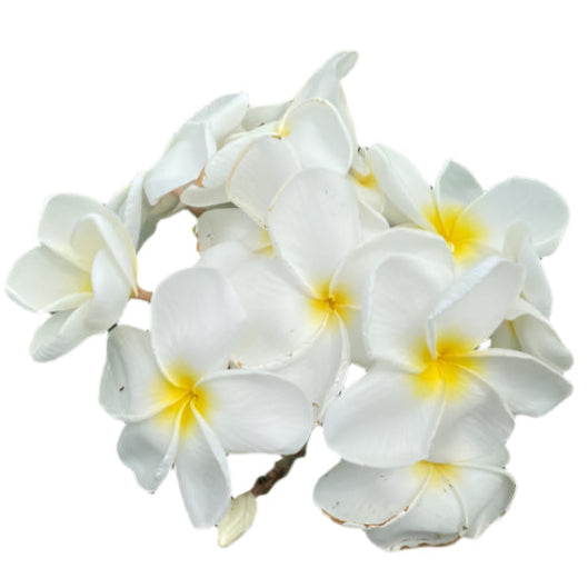 Plumeria | White Beauty - Rooted Cutting 30 cm