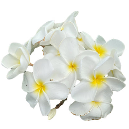 Plumeria | White Beauty - Rooted Cutting 30 cm
