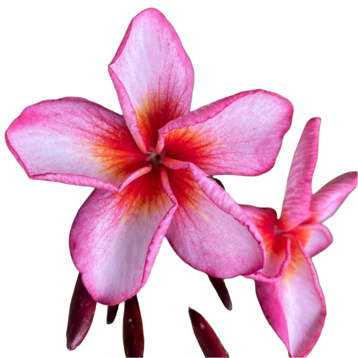 Plumeria | Diamond Elite - Rooted Cutting 30 cm - Strong Root System