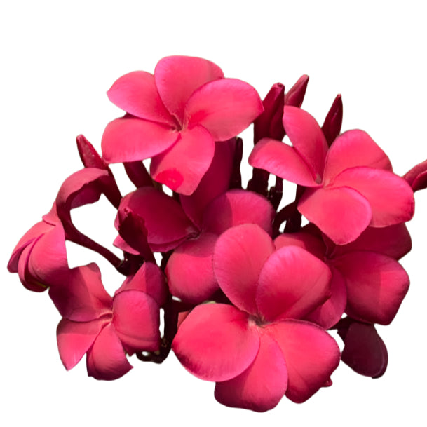 Plumeria | Red Vasiti - Rooted Cutting 30 cm - Strong Root System 