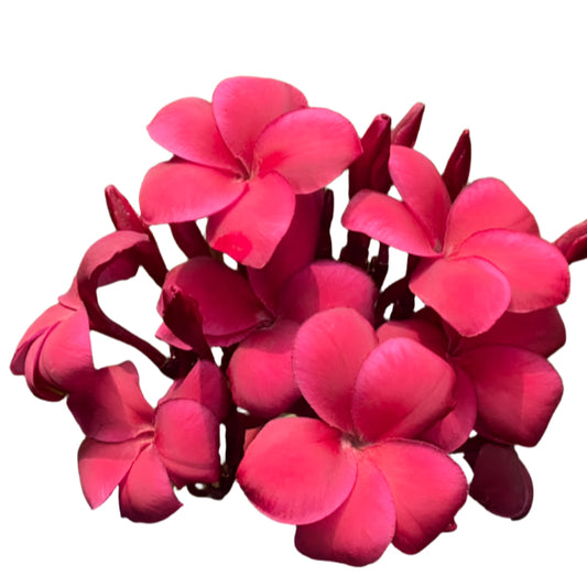 Plumeria | Red Vasiti - Rooted Cutting 30 cm - Strong Root System 
