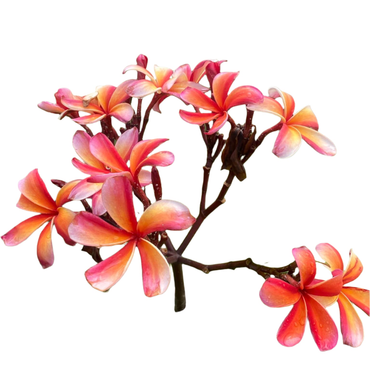 Plumeria | Triple Glow Orange - Rooted Cutting 30 cm - Strong Root System