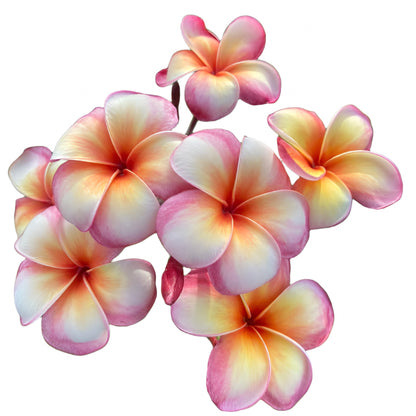Plumeria | Golden Abundance - Rooted Cutting 30 cm - Strong Root System
