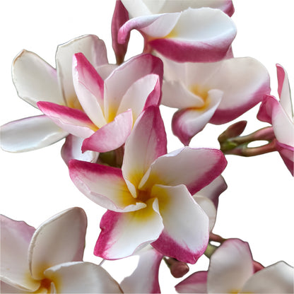 Plumeria | Blushing Lotus - Rooted Cutting 30 cm - Strong Root System