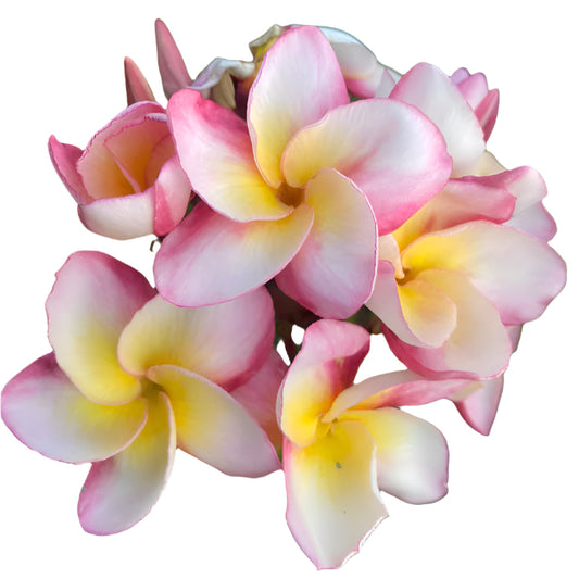 Plumeria | Kaset Sinn - Rooted Cutting 30 cm - Strong Root System