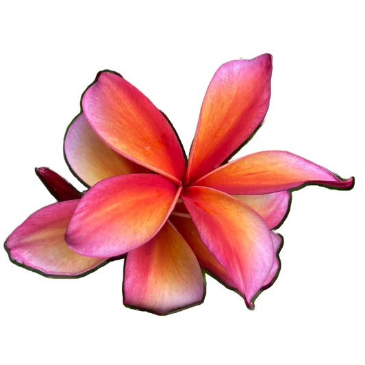 Plumeria rubra "Som Sam Ko"