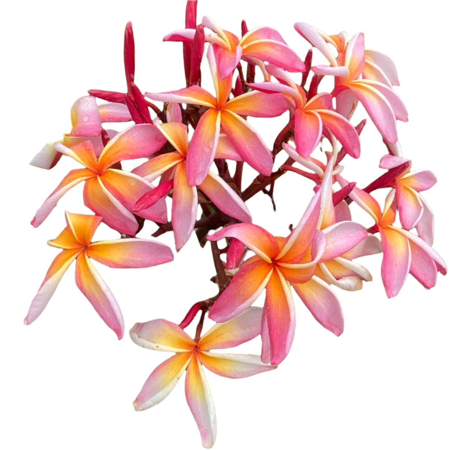 Plumeria | Rainbow - Rooted Cutting 30 cm - Strong Root System