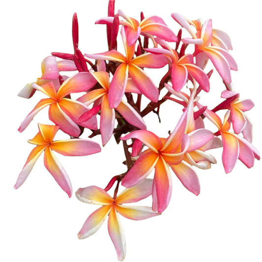 Plumeria | Rainbow - Rooted Cutting 30 cm - Strong Root System