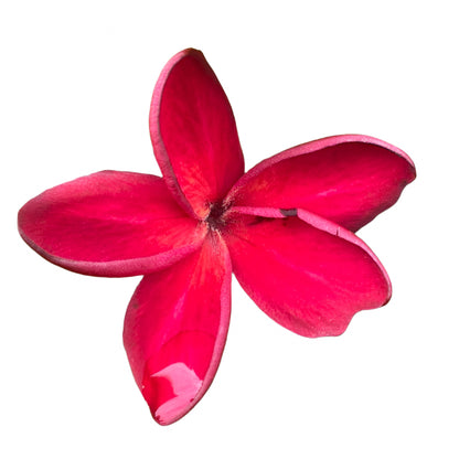 Plumeria | Red Siam - Rooted Cutting 30 cm - Strong Root System
