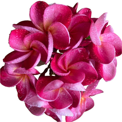 Plumeria | Graceful Charm - Rooted Cutting 30 cm - Strong Root System