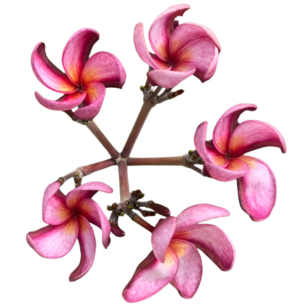 Plumeria | Lanna Purple - Rooted Cutting 30 cm - Strong Root System
