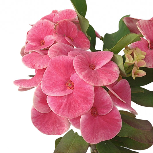 Euphorbia milii - Queen of Luck