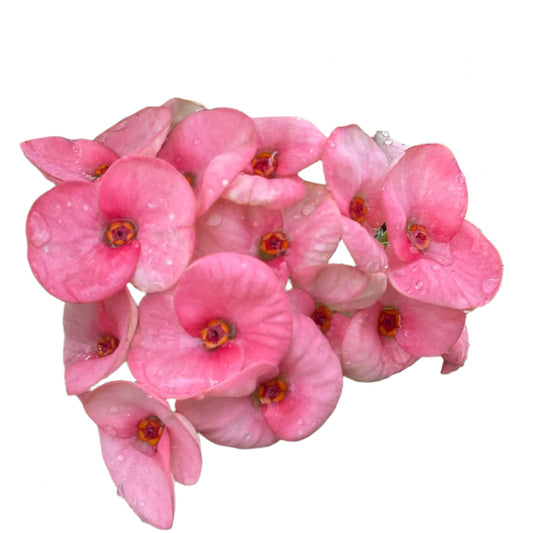 Euphorbia milii - My Valentine