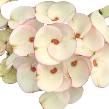 Euphorbia milii - Pinky snow