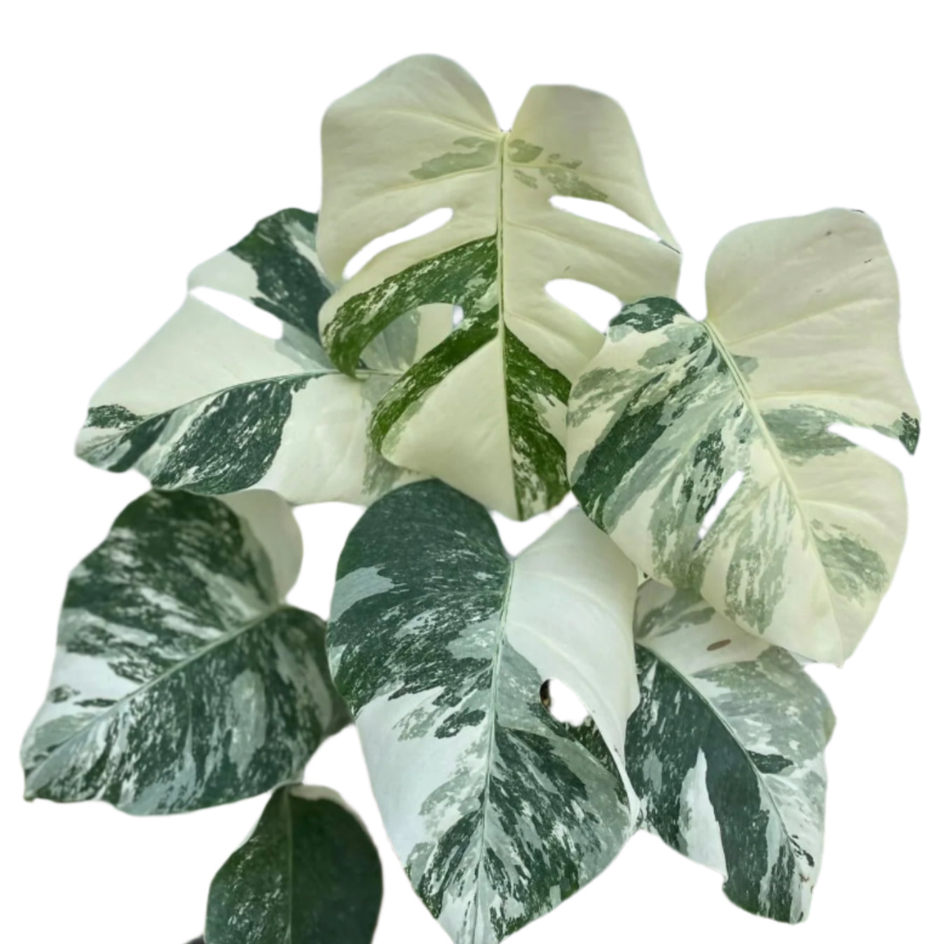 Monstera Albo for sale