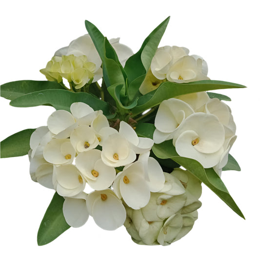 Euphorbia milii - Himalaya