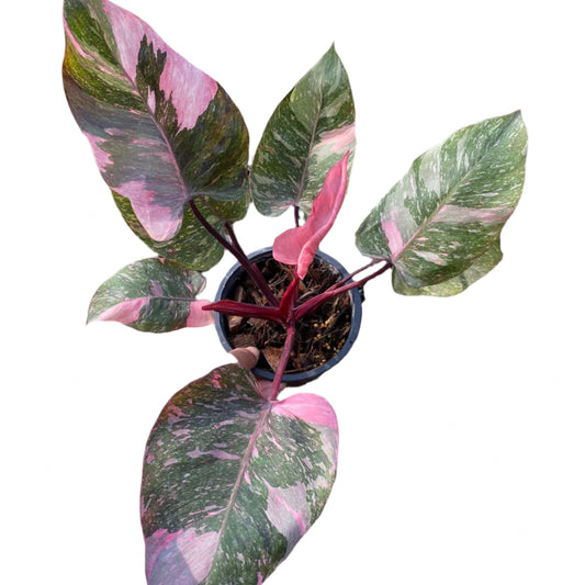 Philodendron Pink Princess Galaxy sale USA