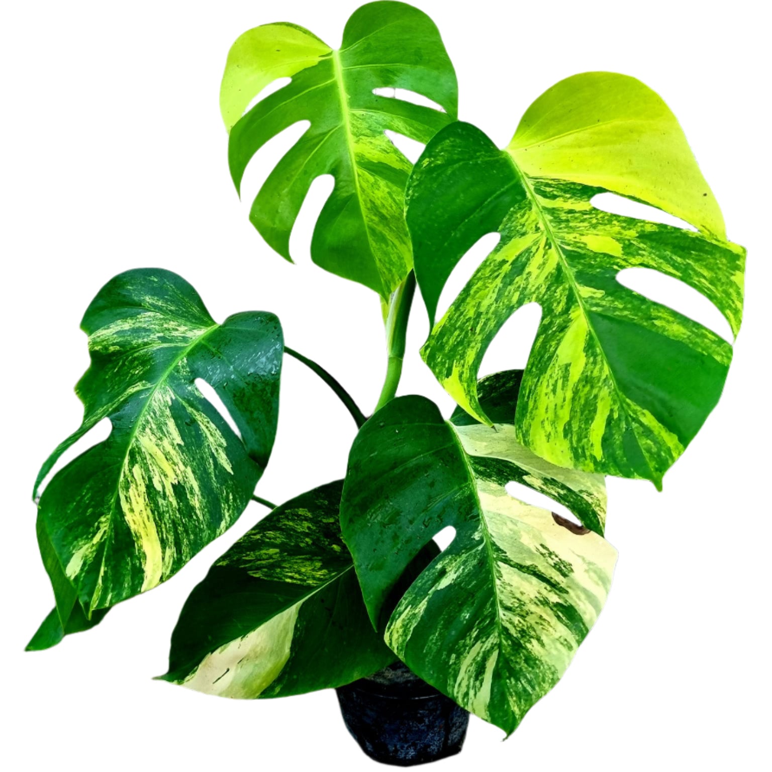 Monstera Aurea for sale